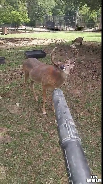 Ce Cerf apprécie particulièrement ce souffleur de feuilles