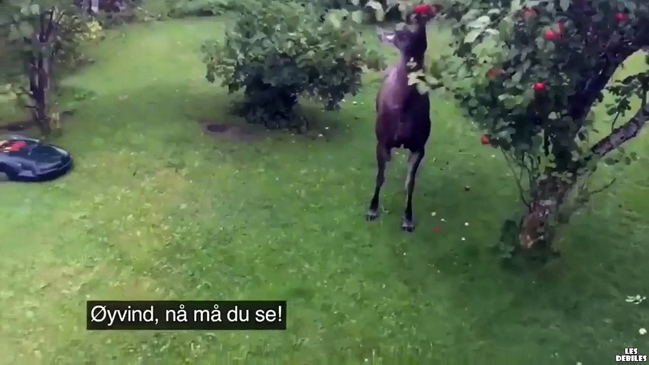 Hummm , trop bon les pommes !