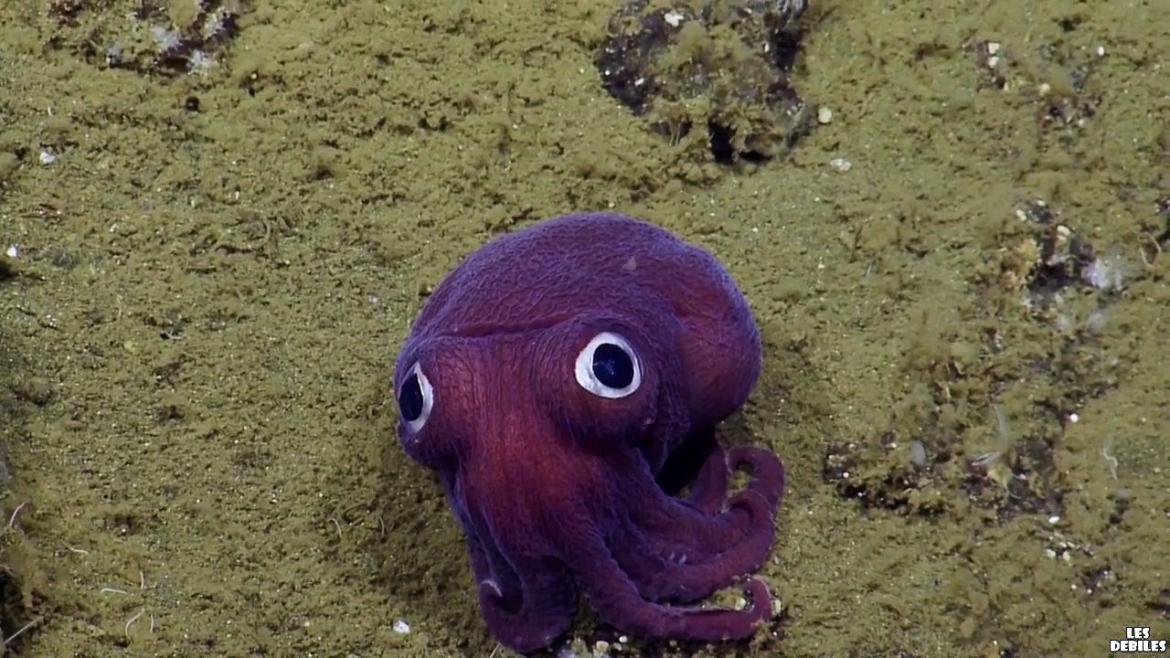 Stubby squid et Scientifiques - La rencontre