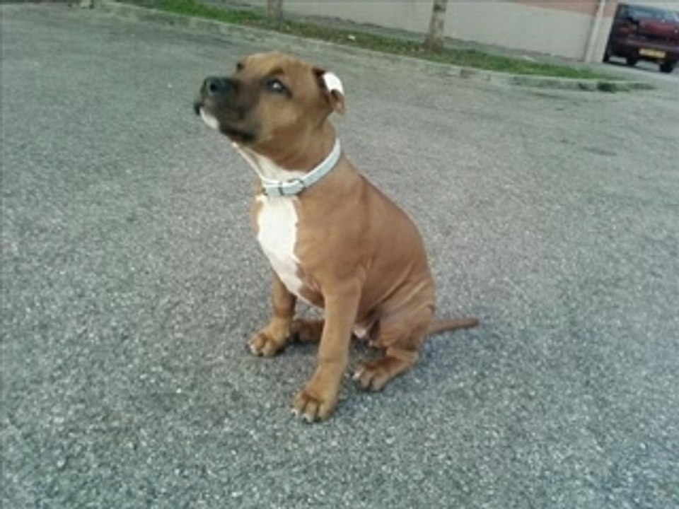 Video de toya 2
