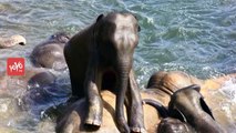 సముద్రం లో మునిగిపోయిన ఏనుగును | Elephant Rescued from Ocean 10 Miles Off Sri Lanka Coast