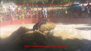 Barjac-Course de Vaches-06/08/2017-Agu