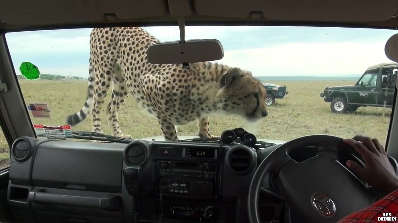 Un léopard s'invite dans la voiture d'un touriste