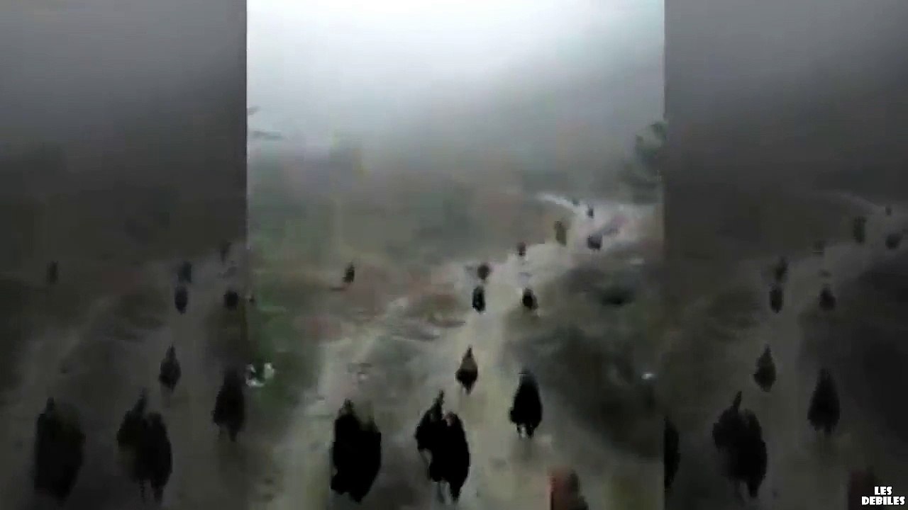 Des Poulets qui volent
