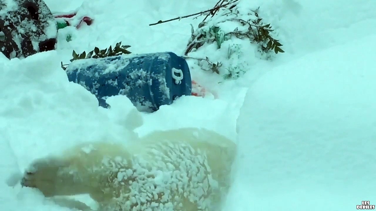 Ces Animaux adorent la neige