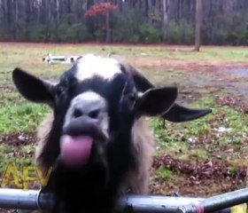 Goats Are Awesome - 2017