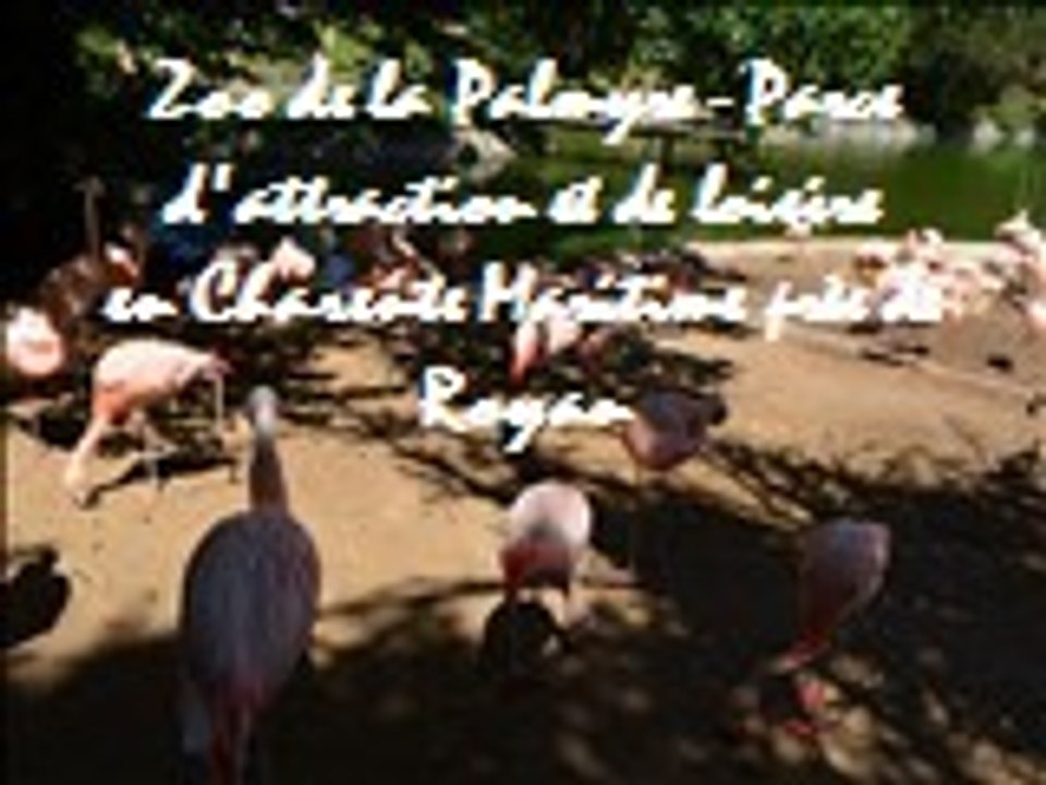 Visite en pleine été le Zoo de la Palmyre - Parcs d'attraction et de loisirs