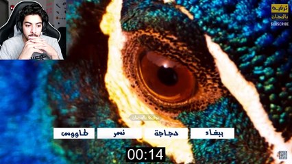 تحدي هل يمكنك معرفة الحيوان من عينه فقط ؟!