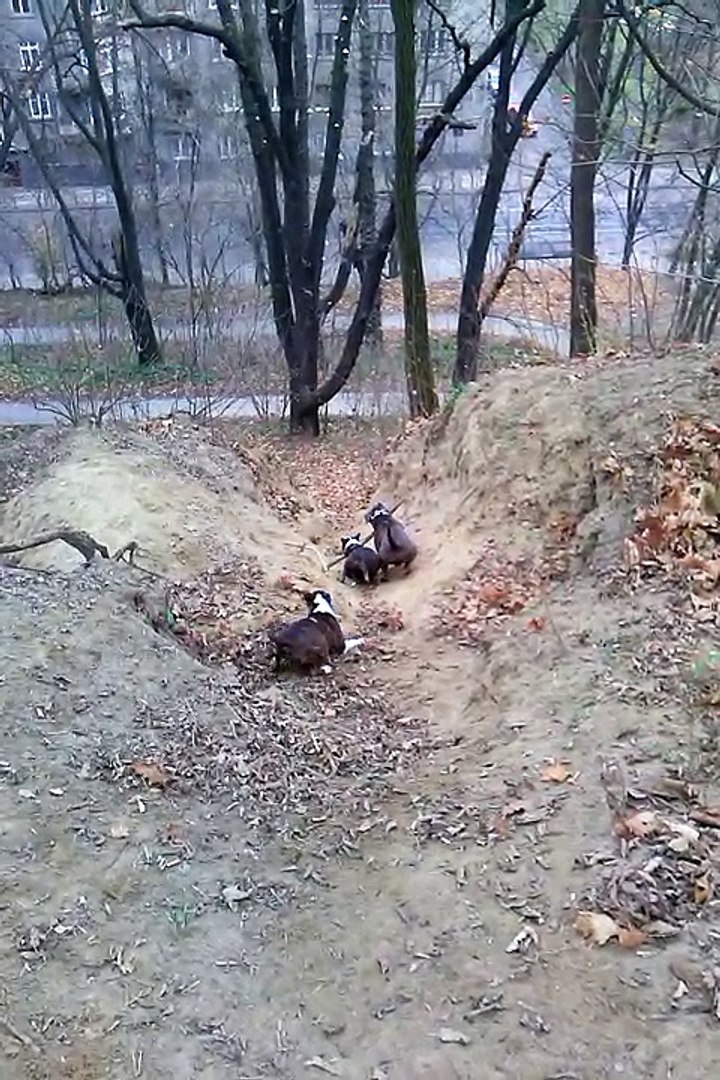 собачьи игры