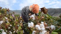 Söke'de Sezonun İlk Pamuk Hasadı Yapıldı