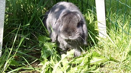 Saphir, bélier bleu