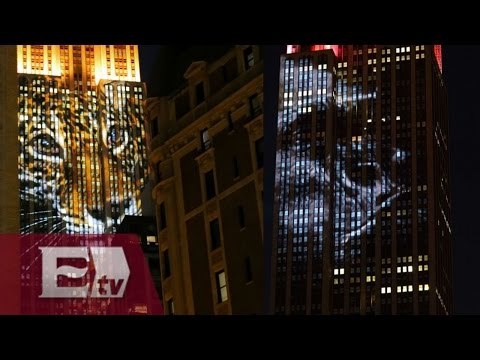 Cineastas proyectan animales en peligro de extinción en edificios de Nueva York / Infiltrados