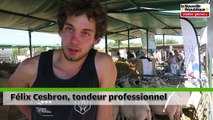 VIDEO. Montmorillon : les moutons perdent leur laine à la fête de la terre