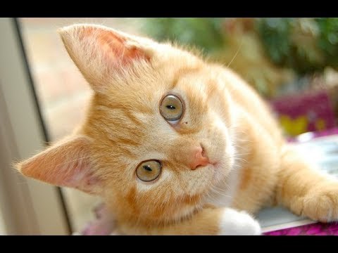 En Japón un gato contagia de virus | Noticias con Yuriria Sierra