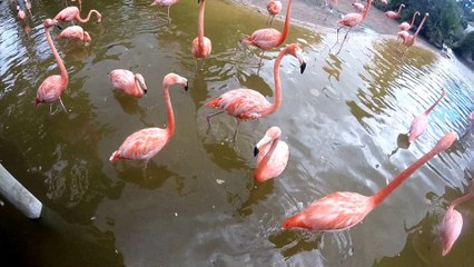 Flamants roses dans un lac d'un parc d'attraction en Charente Maritime
