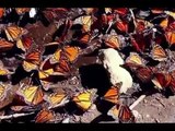 Así están salvando a la Mariposa Monarca en México | Noticias con Francisco Zea