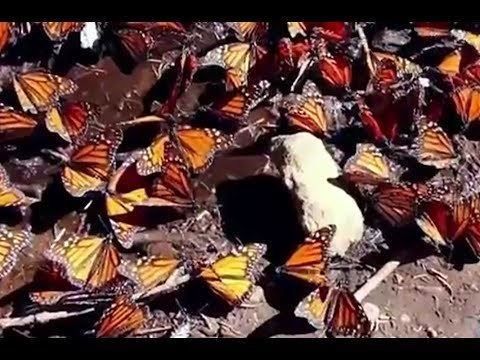 Así están salvando a la Mariposa Monarca en México | Noticias con Francisco Zea