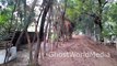 ☠Creepy Clown In The Woods Clown Try To Kill Lady Caught On Camera _ Scary Ghost Adventure Footage☠