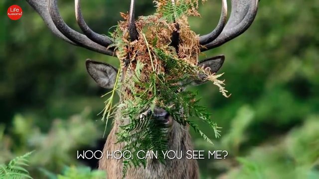 Funny Animals Photos 2017 - Funny Photos Taken At The Right Moment