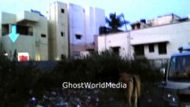 ☠Real Ghost Caught Near Cow _ Ghost Walking On Wall _ GhostWorldMedia☠