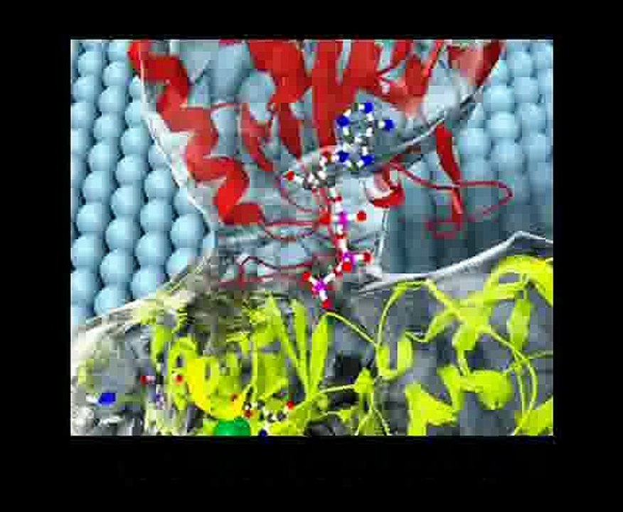 The Sodium-Potassium ATPase (Pump)