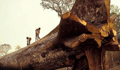 Biggest Wood, Biggest Tree Sawmill Down - Catastrophic Part 1