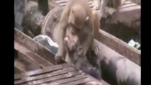 Electric shock: Monkey saves another monkey. Scossa elettrica: Scimmia salva scimmia. Macaco salva outro de Choque elétr