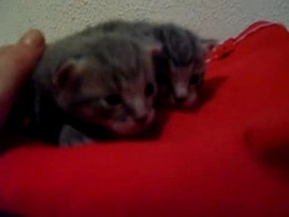 chatons gris nés au mois d'octobre 2007