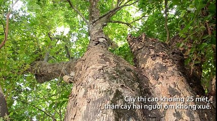 Cận cảnh cây thị 600 tuổi được trả hơn 1 tỷ đồng ở Quảng Ngãi