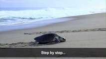 Former endangered sea turtles arrive on Mexico beach to lay eggs
