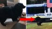 Sekolah khusus anjing; Video viral Anjing semangat pergi ke sekolah - TomoNews