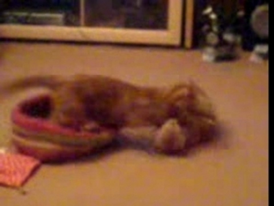 bagarre de chat