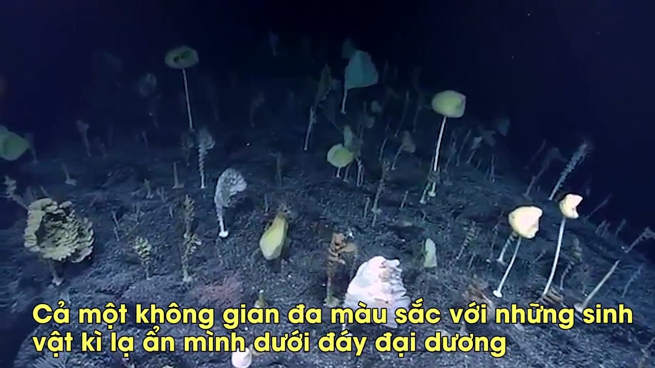Thảm sinh vật tuyệt đẹp được phát hiện ở độ sâu 2.350m dưới đáy biển