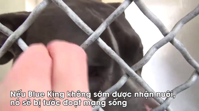 Số phận của chú chó rơi nước mắt khi bị chủ bỏ rơi ở trung tâm cứu hộ
