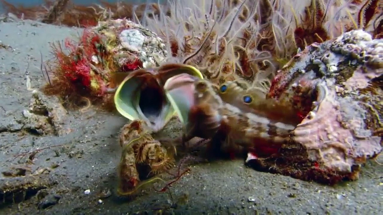 Những sinh vật biển có ngoại hình quai dị nhất đại dương