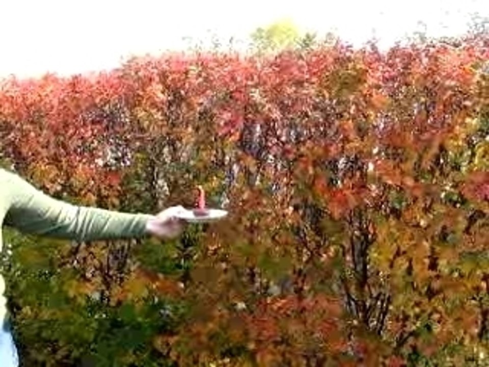 Ma chère Sam c'est à ton tour....