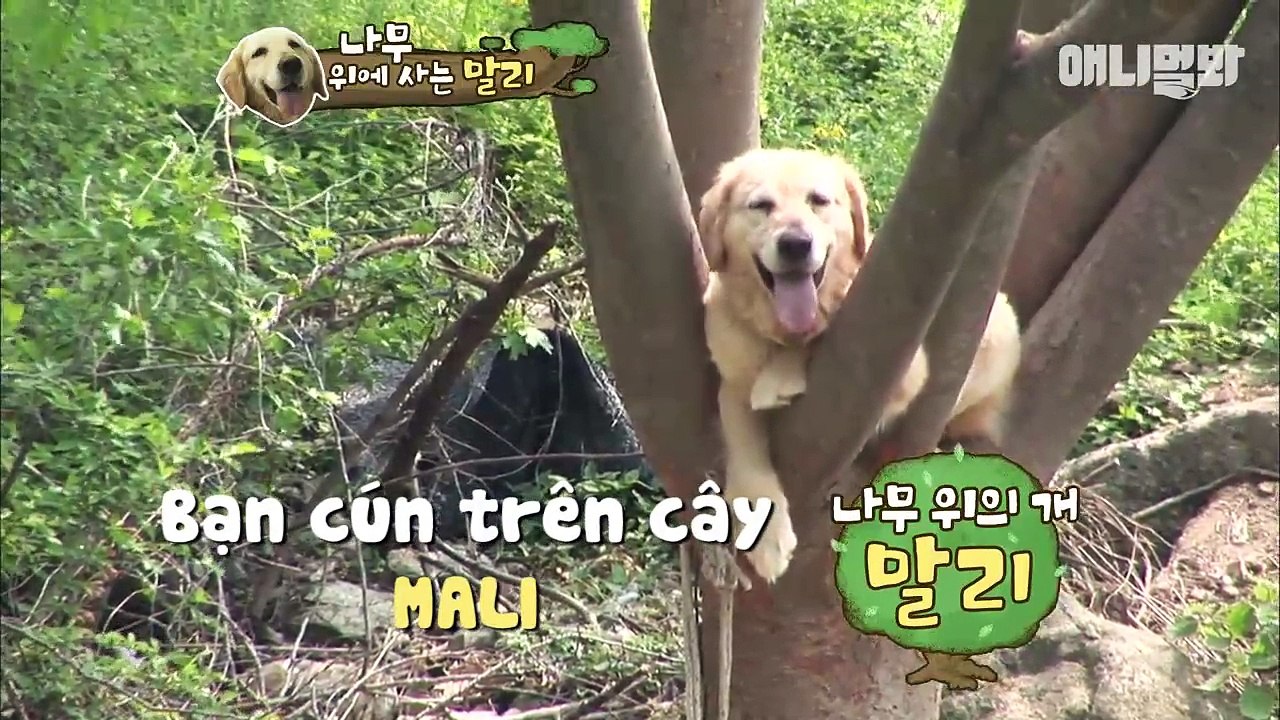 Chú chó có biệt tài leo cây gây sốt cộng đồng mạng