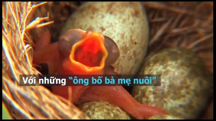 Những “bậc phụ huynh” tồi tệ, mang nhiều tiếng xấu nhất thế giới tự nhiên