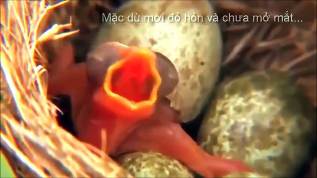 Sự ác độc của loài chim tu hú