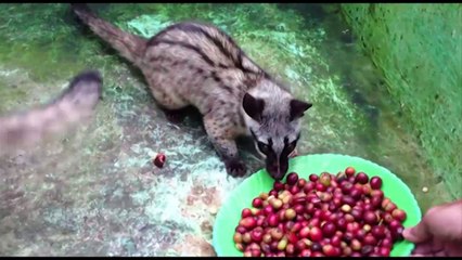 Những sự thật không tưởng về 4 món ăn, thức uống đắt đỏ nhất thế giới