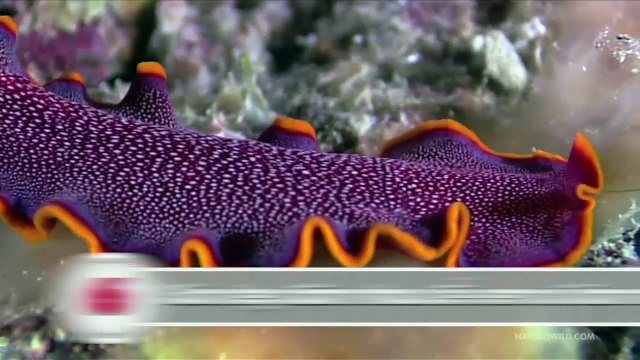 Những tập tính giao phối kỳ lạ của động vật