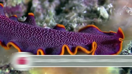 Những tập tính giao phối kỳ lạ của động vật