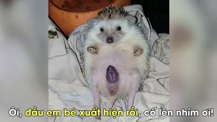 Mẹ nhím bỉm sữa tí hon sinh con