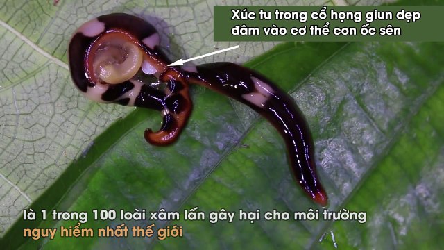 Loài giun có miệng giữa cơ thể khiến loài người khiếp sợ