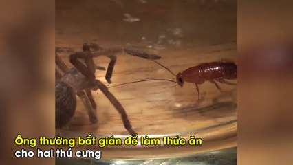 Chủ đau lòng chứng kiến gián khổng lồ ăn thịt thú cưng