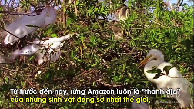 Chú cò ngã xuống sông Amazon, chỉ trong vài giây liền hóa thành xương trắng