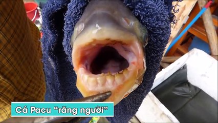 Những điều đáng sợ tồn tại trong thế giới tự nhiên mà ít ai biết