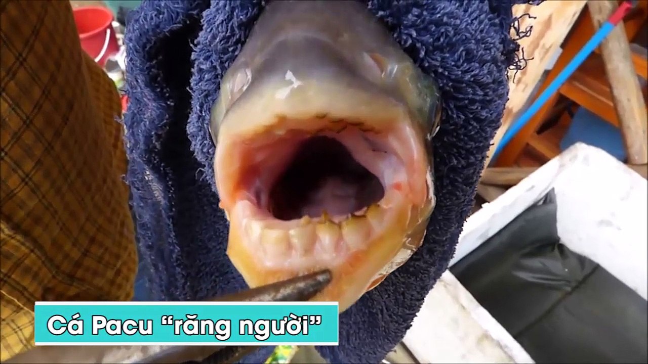 Những điều đáng sợ tồn tại trong thế giới tự nhiên mà ít ai biết