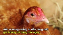 Lý giải nguyên nhân trứng gà thường nở cùng lúc dù được đẻ vào thời gian khác nhau