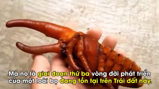 Cận cảnh loài bọ khổng lồ mang dáng dấp như sinh vật ngoài hành tinh